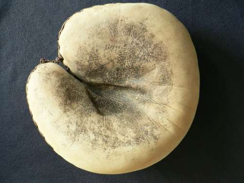 Spalding 9-0 Three And Out Front